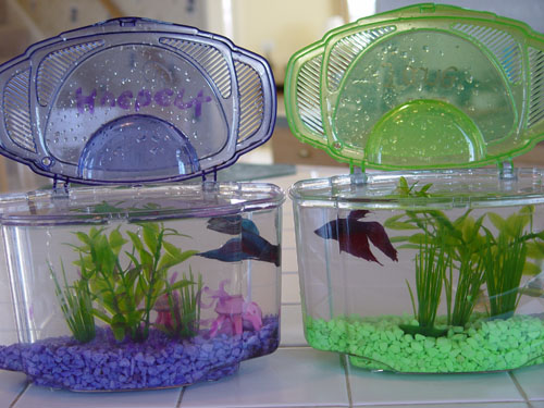 beta fish tanks