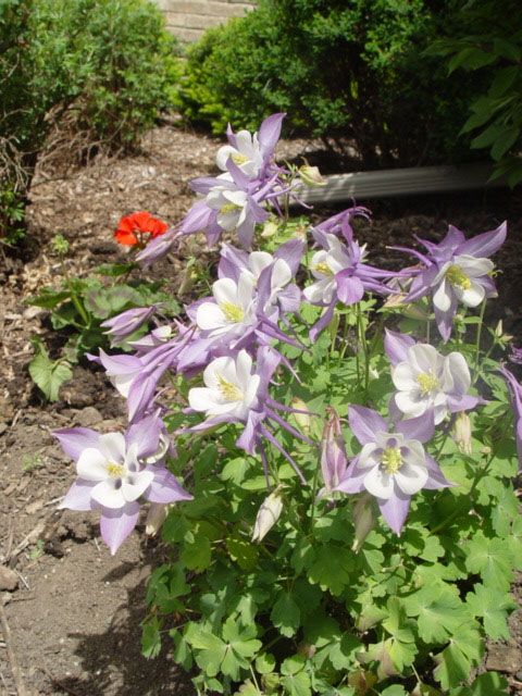 Columbine1 (143k image)