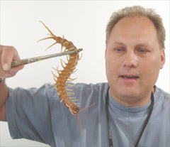 centipede (18k image)