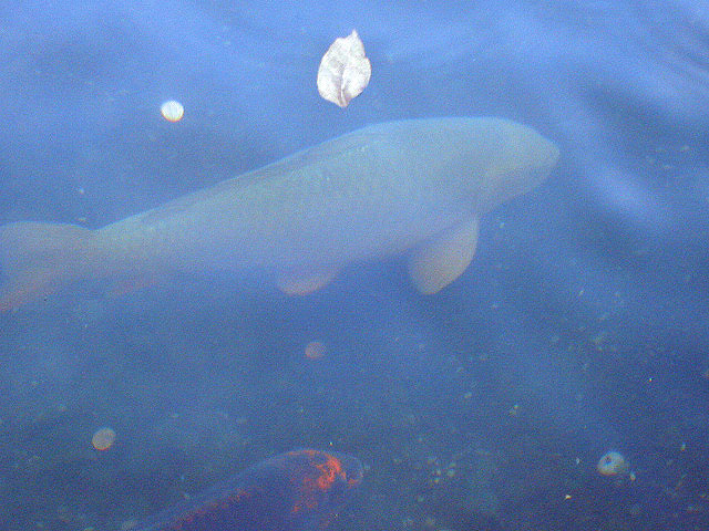 fish (132k image)