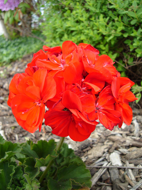 geranium (122k image)