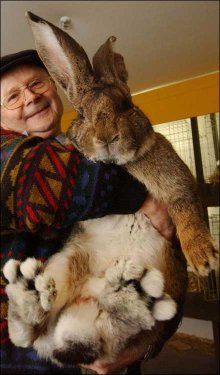 Herman the Giant Rabbit (21k image)