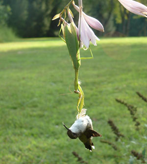 Mantis vs. Hummingbird