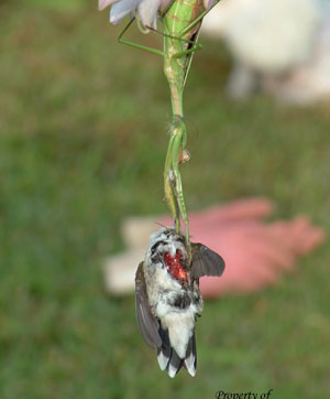 Mantis vs. Hummingbird 2