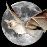 Moonbat Icon