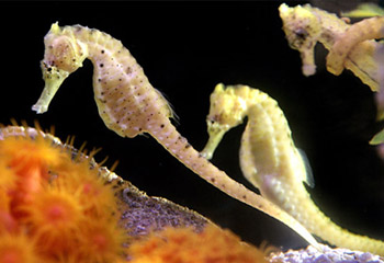 seahorses (27k image)