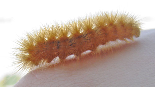 woolybear (41k image)