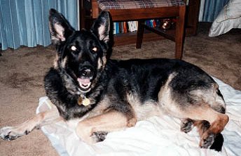 Ilsa shortly before the end; February 1998