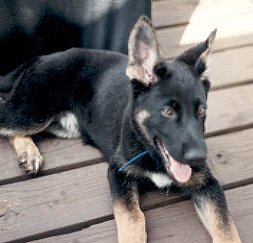 Ilsa in early August, 1992