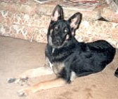 Thanksgiving, 1992; Ilsa takes her accustomed position.