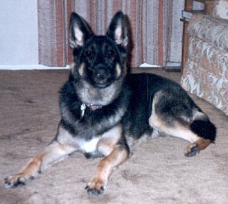 Ilsa surveying her domain, Spring, 1996